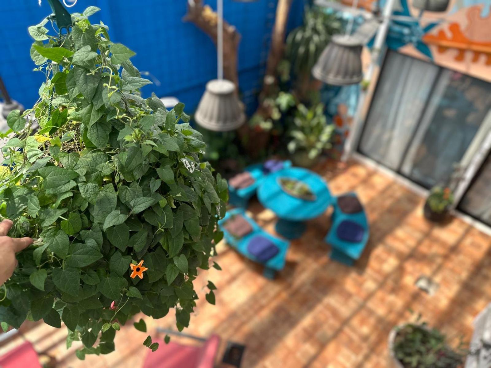 Jungla Urbana, Bnb Pavas Dış mekan fotoğraf